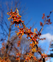 Vernal witchhazel