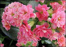 Calandiva Pink Kalanchoes