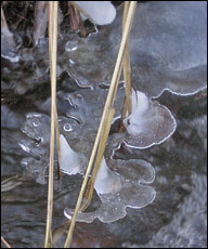 Ice flowers