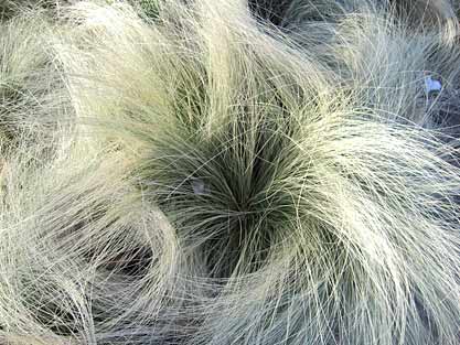 Mexican feather grass