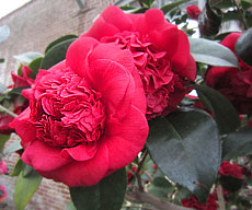 Professor Charles E. Sargent camellia japonica