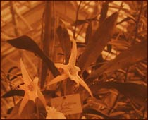 Comet Orchid in Misssouri Botanical Garden greenhouse, 1868