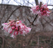 Dawn Viburnum