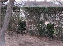 Yew hedgerow replacements