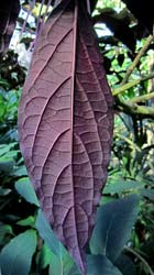 back side of a Cleridendrum leaf