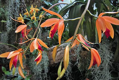 2012 Orchid Show: Missouir Botanical Garden