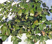 Camellia japonica 'Korean Fire'