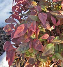 Nandina domestica 'AKA' Pink Blush