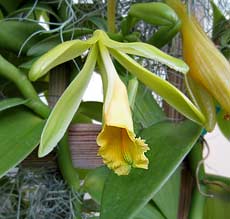 Vanilla orchid bloom