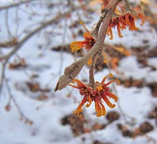 Vernal witch hazel