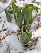 Hyacinth sprouts