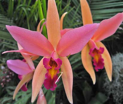 Laelia Santa Barbara Sunset 'Showtime' 