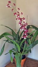 Oncidium 'Sharry Baby'