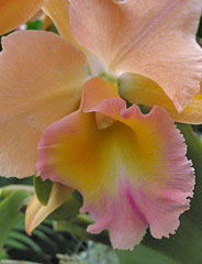 Potinara 'William Farrell'