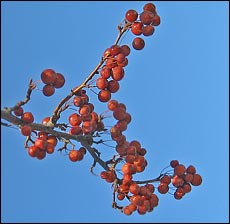 Crabapples