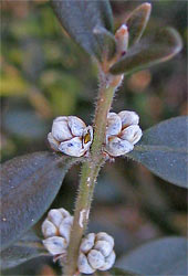 'Wintergreen' Boxwood