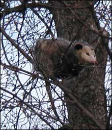 Opossum in the Garden