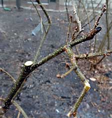 Lilac pruning