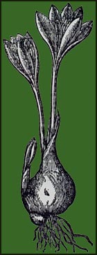 Woodcut of a crocus from Gerard's Herball 