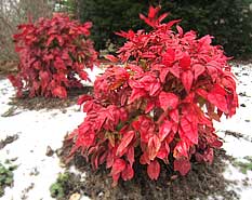 Nandina domestica 'AKA' Blush Pink