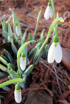 Snowdrops