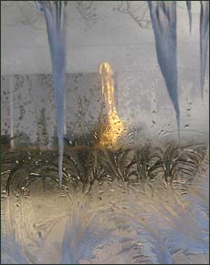 ice ferns and a yellow umbrella