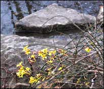 Winter Jasmine