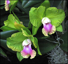 Orchid 'Mendenhall'