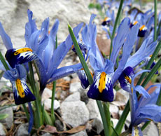 Iris reticulata