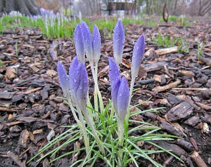 Tommy's crocus