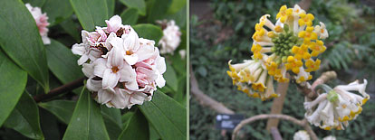 Winter Daphne and Paperbush blooms
