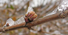 Winter honeysuckle buds
