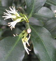 Sarcoccoca bloom