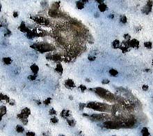 Raccoon tracks in the snow