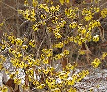 Chinese Witch Hazel 'Wisley Supreme'