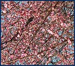 Flower apricot (Prunus mume)