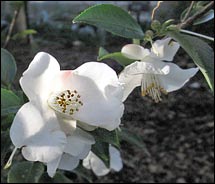 Camellia transnokoensis