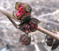 Persian Ironwood