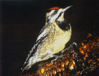 Copyright &copy; Missouri Conservation Commission. All rights reserved.