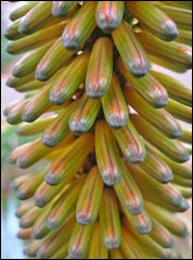 Aloe buds