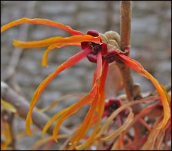 Witch Hazel 'Vesna'