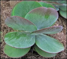 Kalanchoe 'Flapjack'