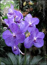 Vanda orchid
