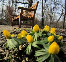 Winter Aconite