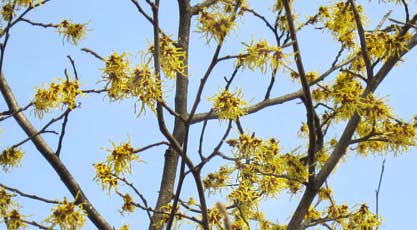 Arnold's Primise Witch Hazel