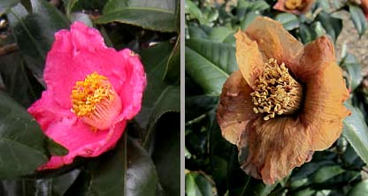 Spring's Promise Camellia