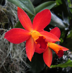 Sophrolaeliacattleya Ginny Champion &lsquo;Riverbend&rsquo;
