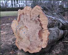 European Beech felled