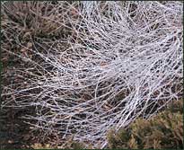 Russian Sage in winter