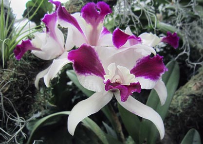 Purple Casade "Fragrant Beauty" orchid
